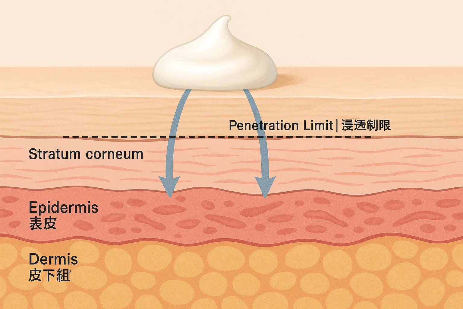 Diagram showing skin layers and cream penetration limit